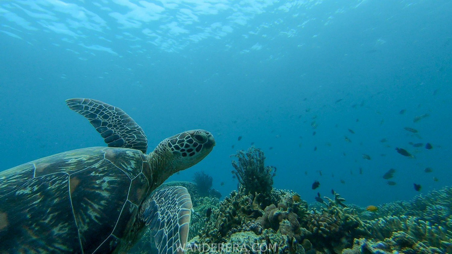 7 Things To Do In Moalboal Cebu That You Can't Miss