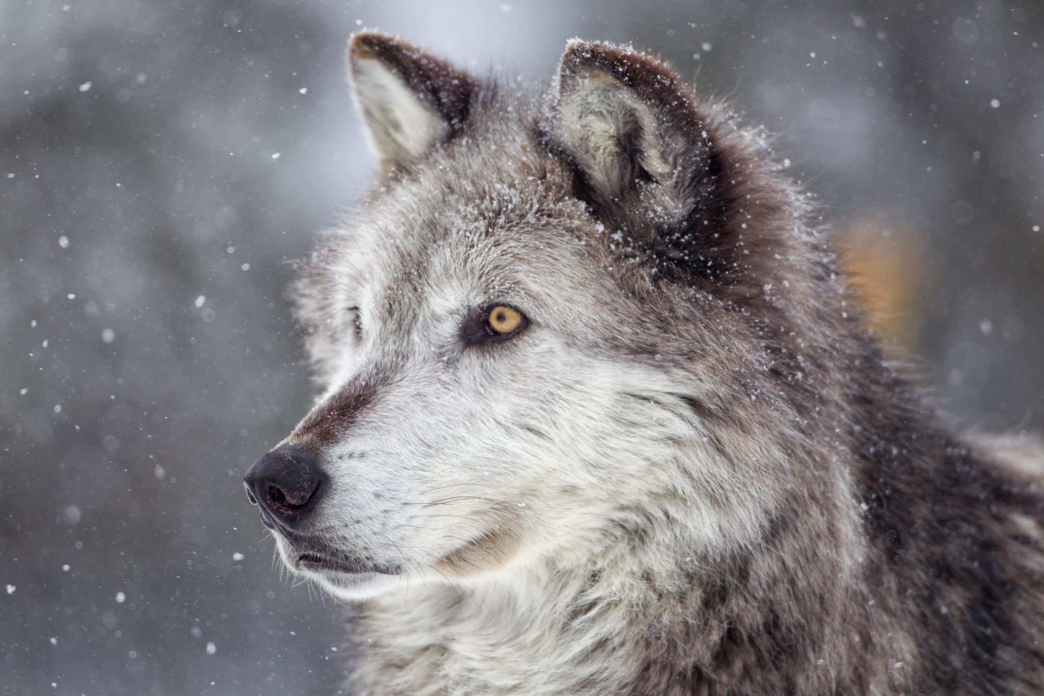 CSU studies: What influenced Coloradoans on close vote to reintroduce wolves | Warner College of Natural Resources | Colorado State University