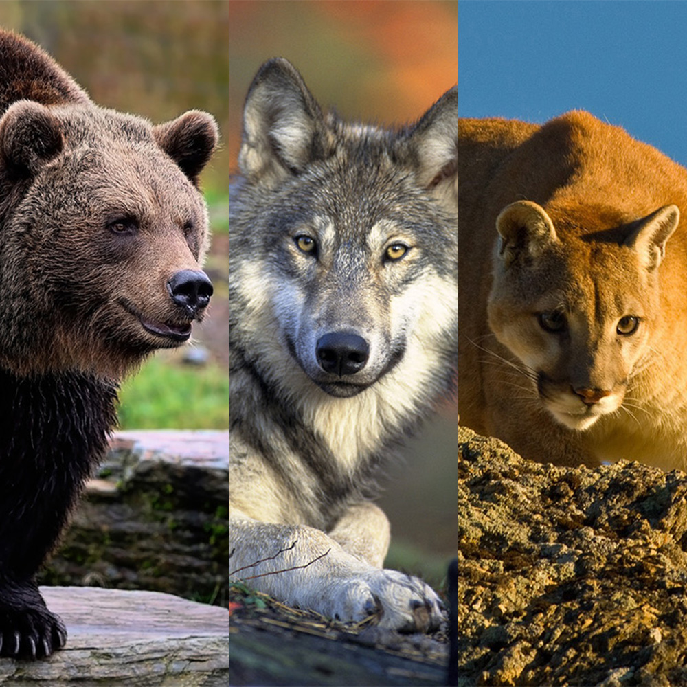 Apex predators not a quick fix for restoring ecosystems, 20-year study finds | Colorado State University