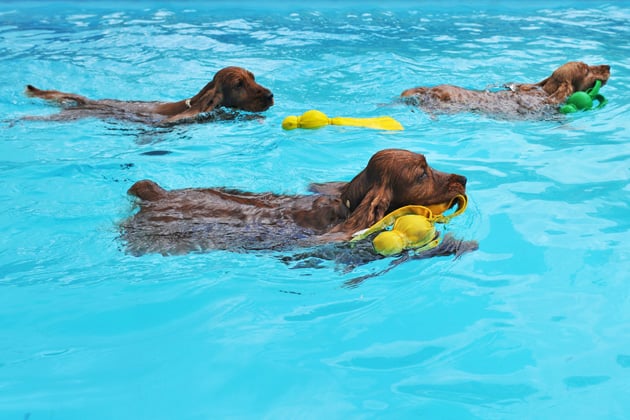 Bring Your Dog to a DC Public Pool This Weekend - Washingtonian