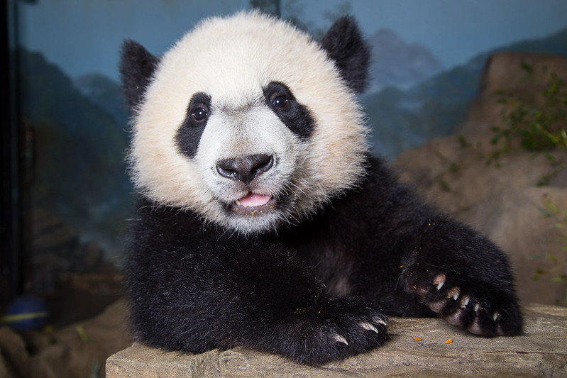 It’s Official: Bei Bei Is Leaving the National Zoo - Washingtonian