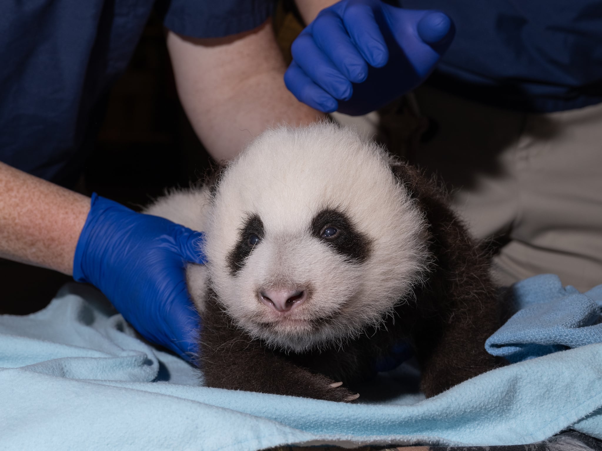 The Year in Adorable Baby Panda Milestones - Washingtonian