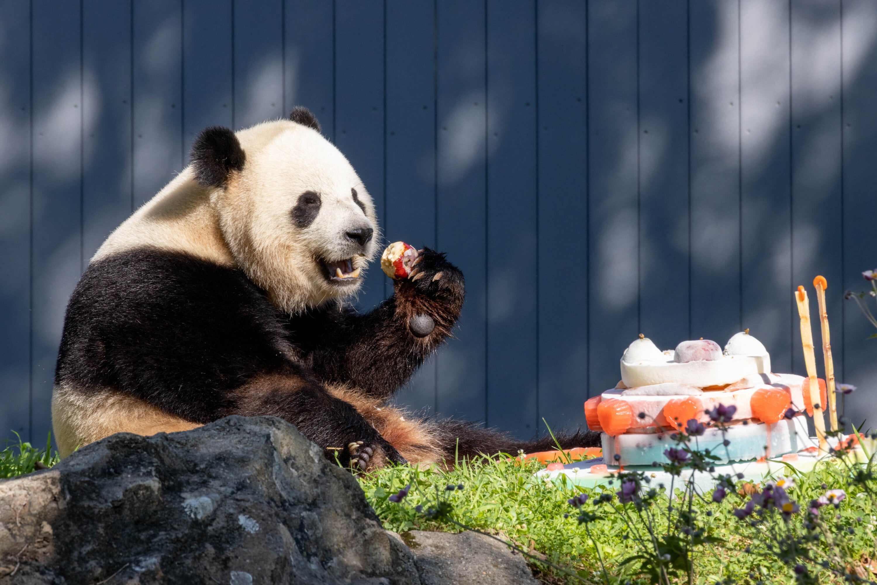 PHOTOS: The Panda Bao Li Turned Four Today. The National Zoo Threw Him a Party. - Washingtonian