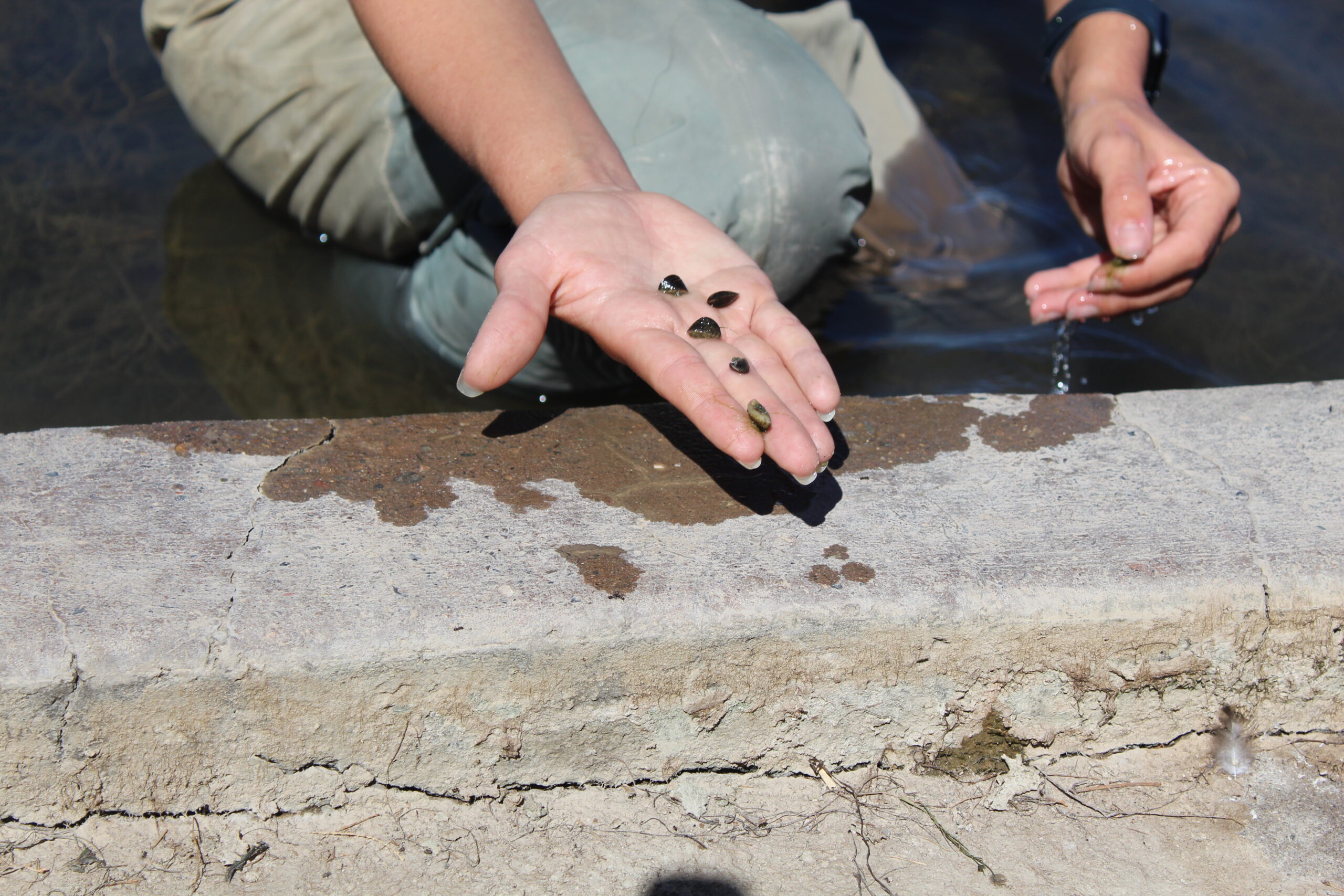 Zebra mussels threaten infrastructure and native ecosystems. Colorado is ramping up efforts to detect and contain them.