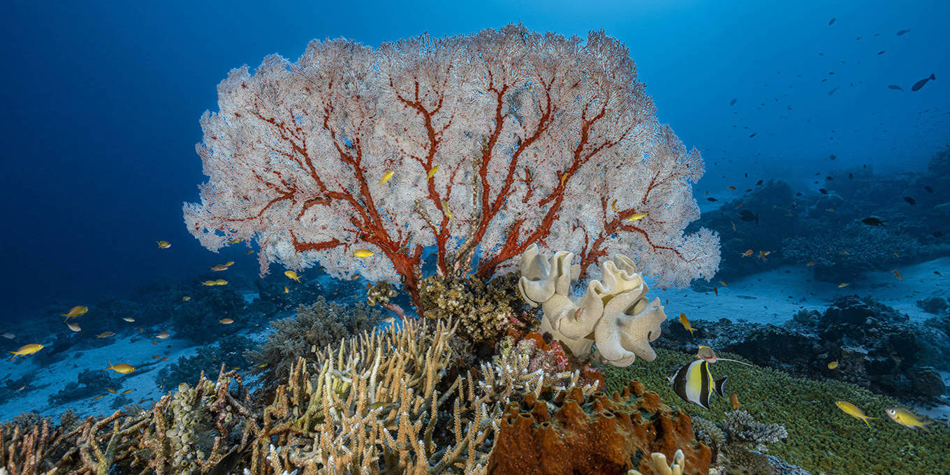 Philanthropy Must Dive Deeper to Save the Ocean by Shaun Seow - Project Syndicate