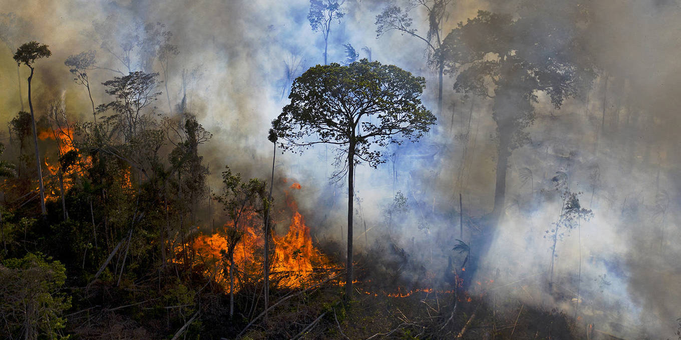 The Amazon’s Future Will Be Decided in 2025 by Carlos Nobre & Marielos Peña-Claros - Project Syndicate