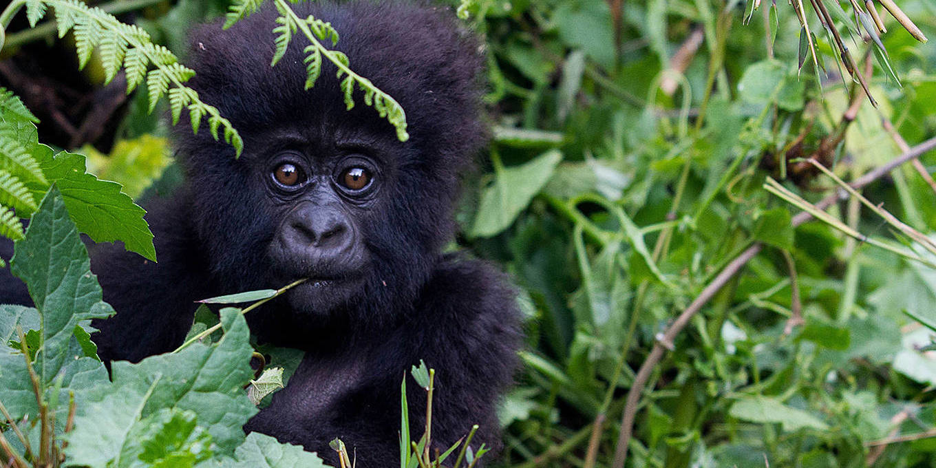 Interspecies Money Is Here by Nils Gilman & Mutesi Rusagara - Project Syndicate
