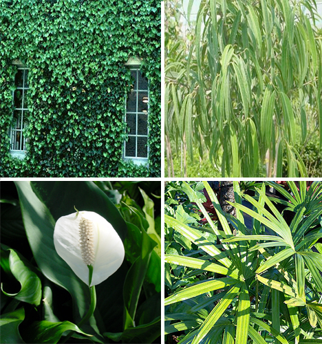 10 Air Purifying Plants For Homes & Offices - WebEcoist
