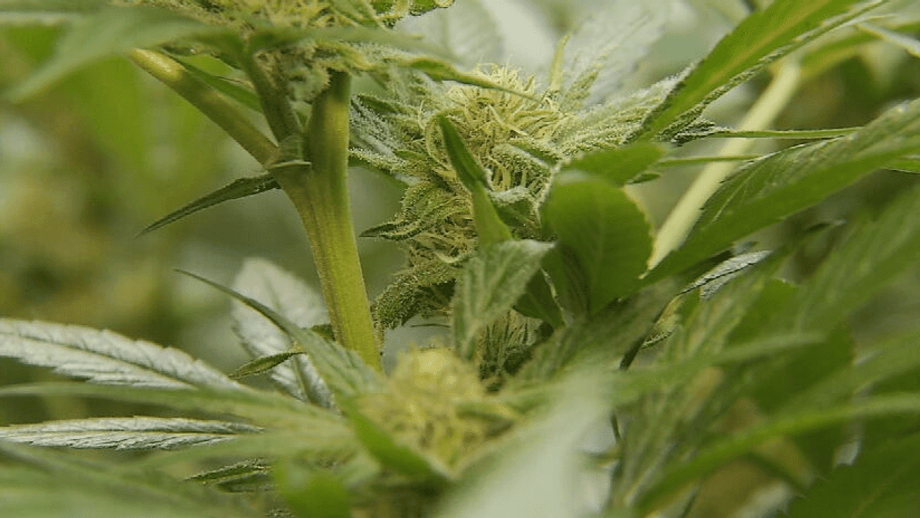 Citizen initiative looks to change Maine's cannabis rules, laws and regulations