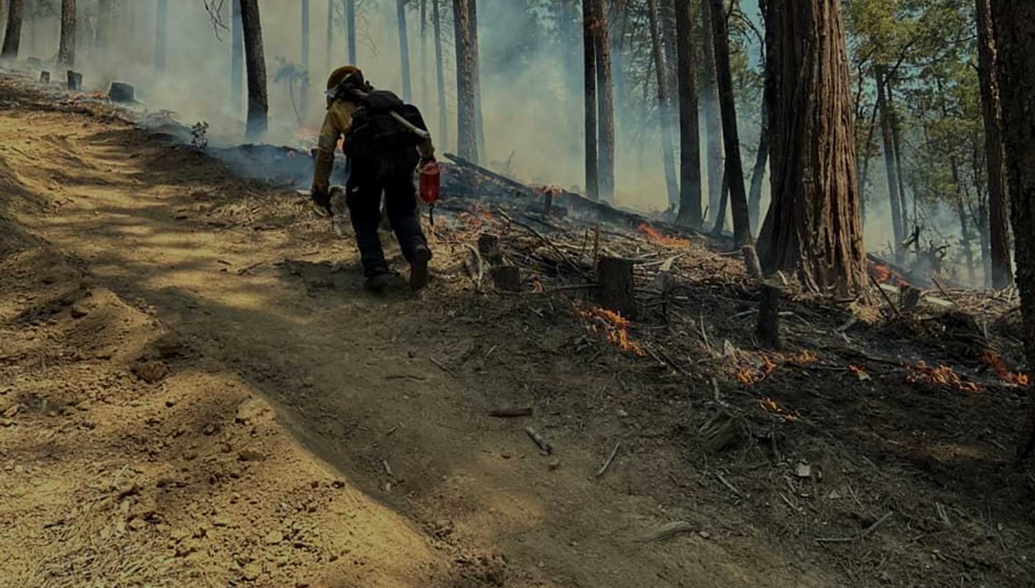 Wildfire Project Streamlining Requests - California Wildfire & Forest Resilience