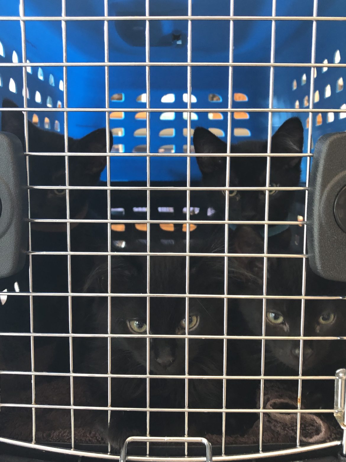 Finding a home for black cats - Living, News, Paganism, U.S., Witchcraft, World