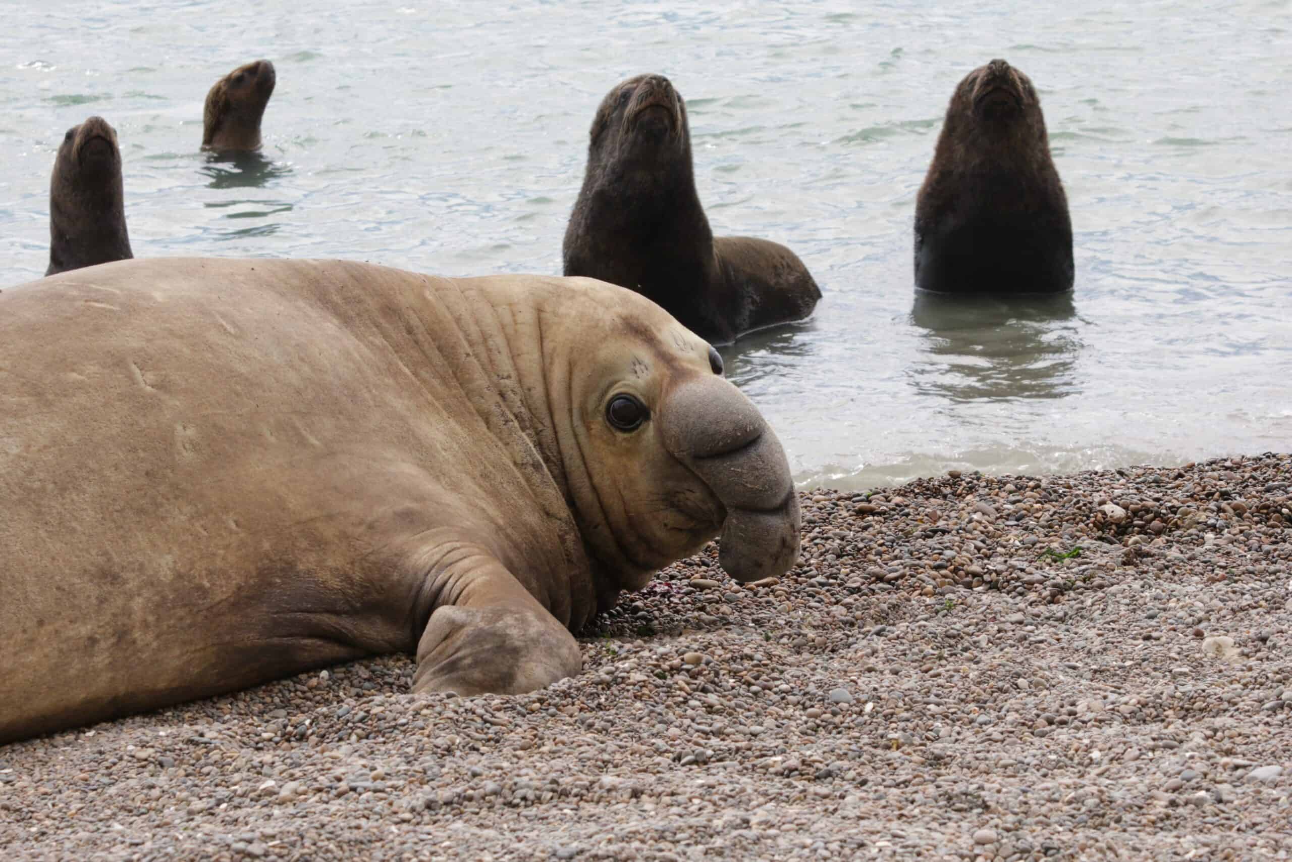 Avian flu contributes to elephant seal declines - The Wildlife Society