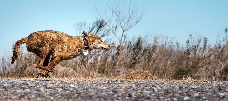 Red wolf ‘ghost’ genes linger in coyote descendants - The Wildlife Society