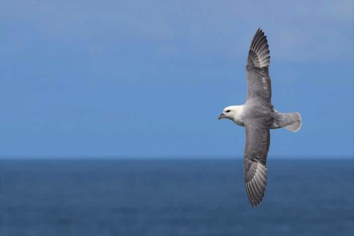 Watch: For seabirds, plastic poses a danger even far from shore - The Wildlife Society