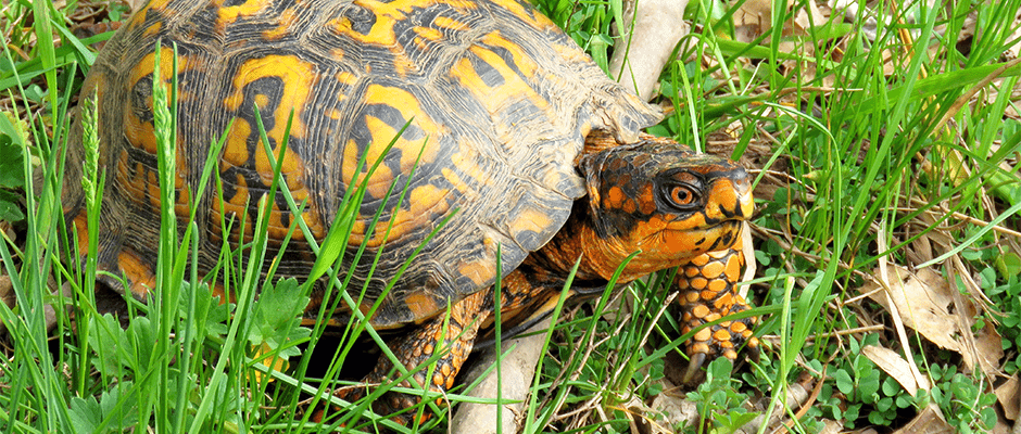 New Herp Disease Alert System relies on info from public - The Wildlife Society