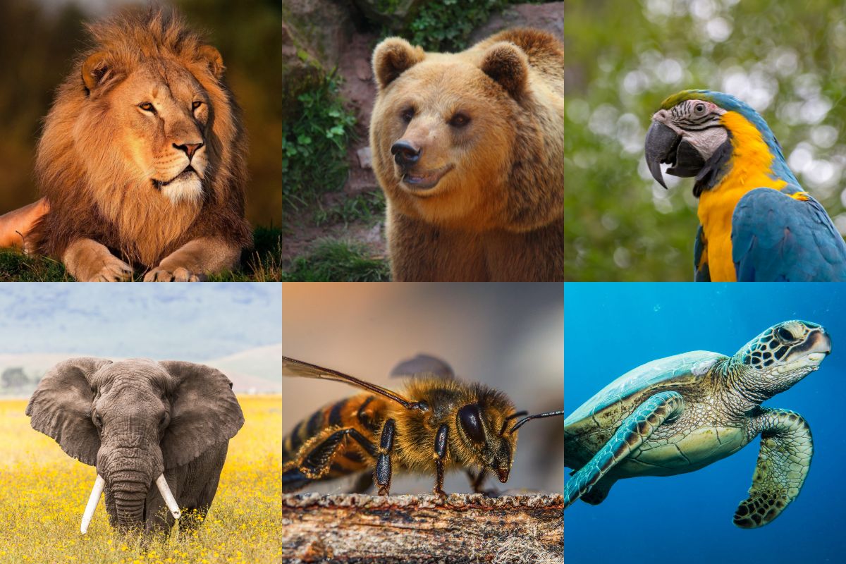 Qual animal você seria em uma entrevista de emprego?