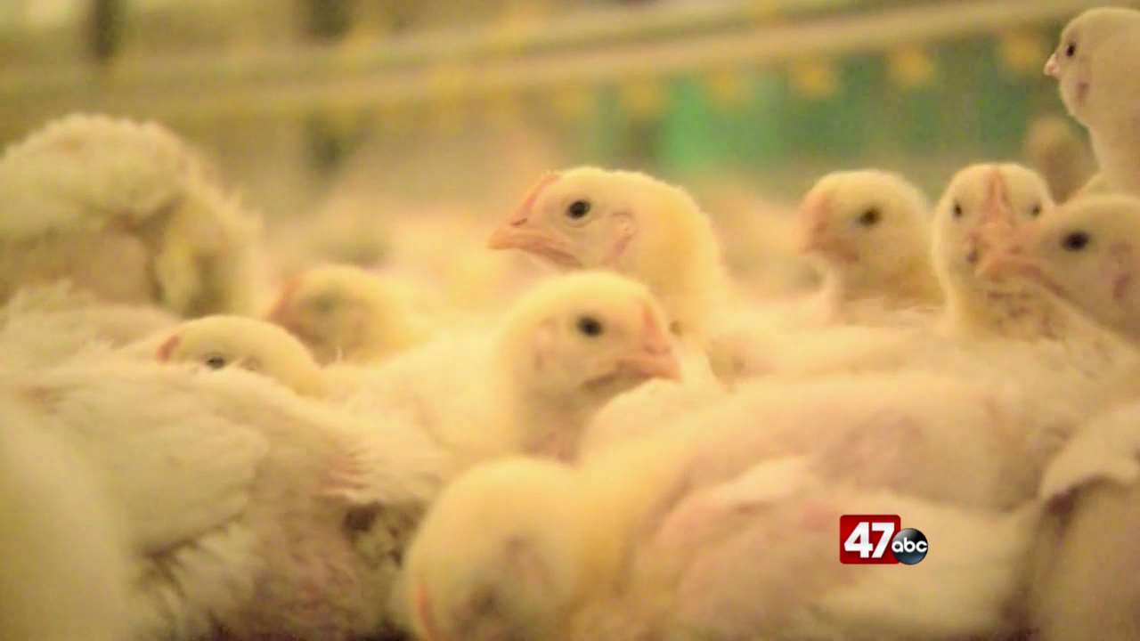 Nearly two million Delmarva chickens being killed, not processed amidst COVID-19 staffing shortage - 47abc