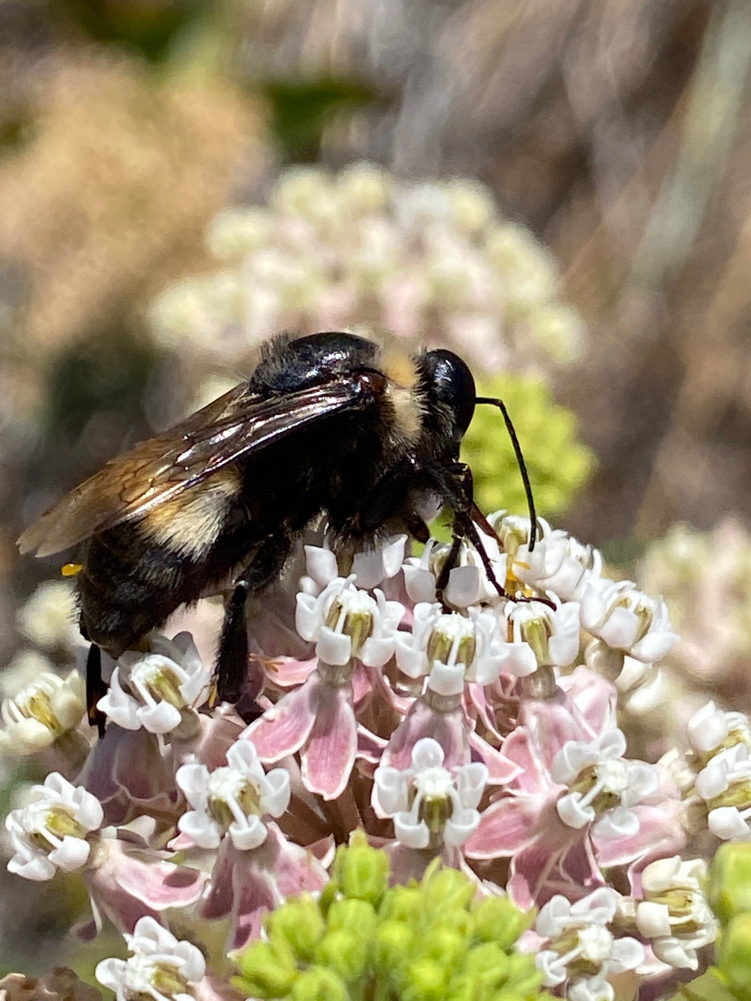 The California Endangered Species Act Now Protects Four Bumblebee Species - WRA Environmental Consultants