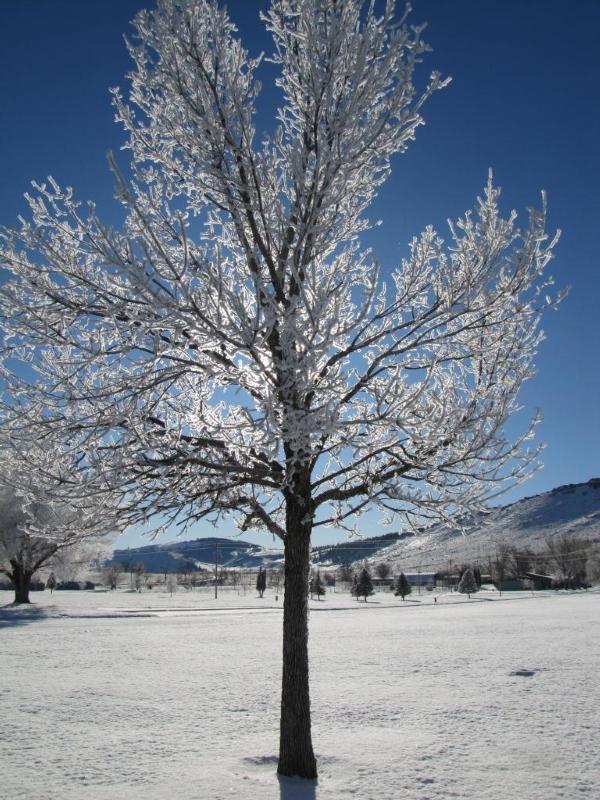 Why don't trees freeze and burst in the winter like cold pipes? | Science Questions with Surprising Answers