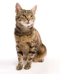 What did Schrodinger's Cat experiment prove? | Science Questions with Surprising Answers