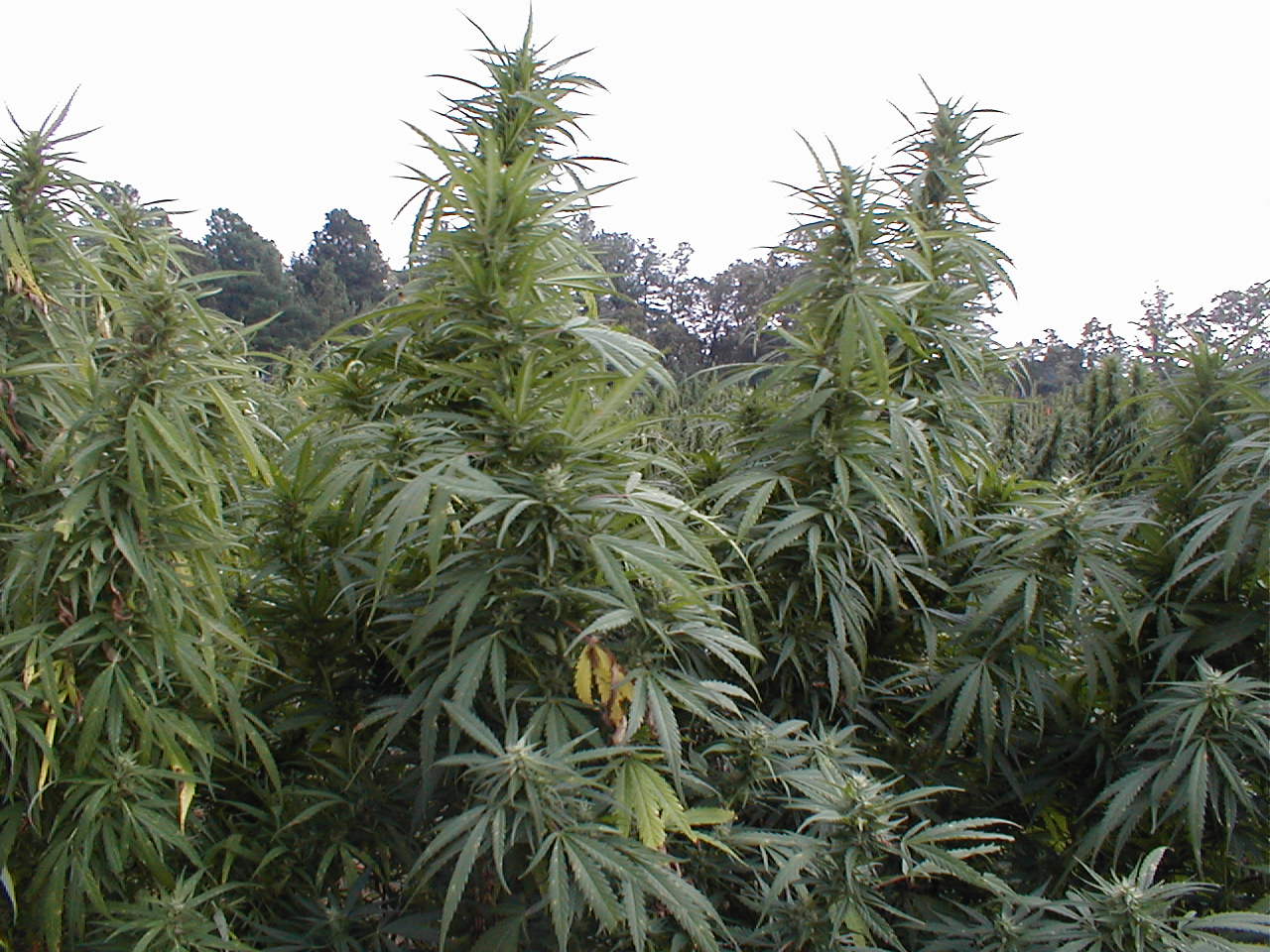 Listen: Debate Over Legalizing Recreational Pot in California | KQED