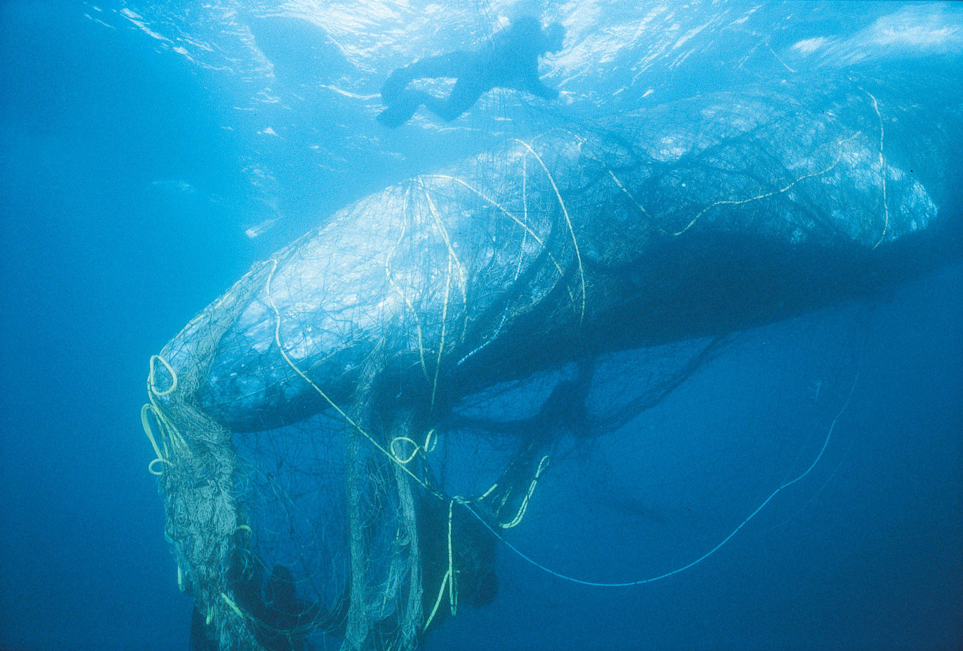 Whales, Sea Turtles, Seals: The Unintended Catch of Abandoned Fishing Gear | KQED