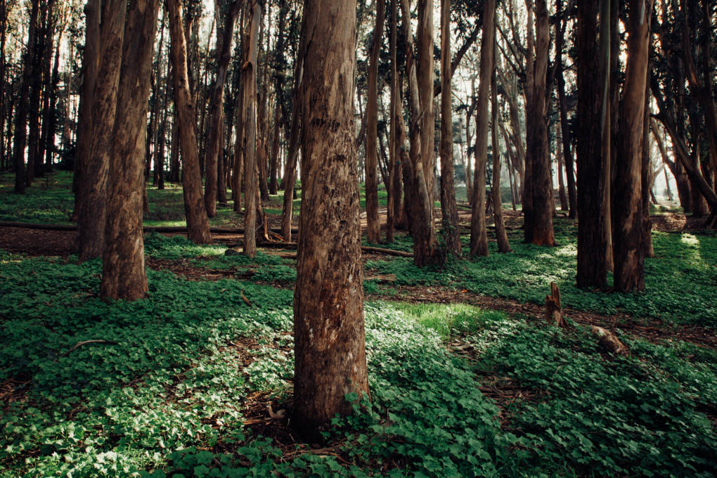 Eucalyptus: How California's Most Hated Tree Took Root | KQED