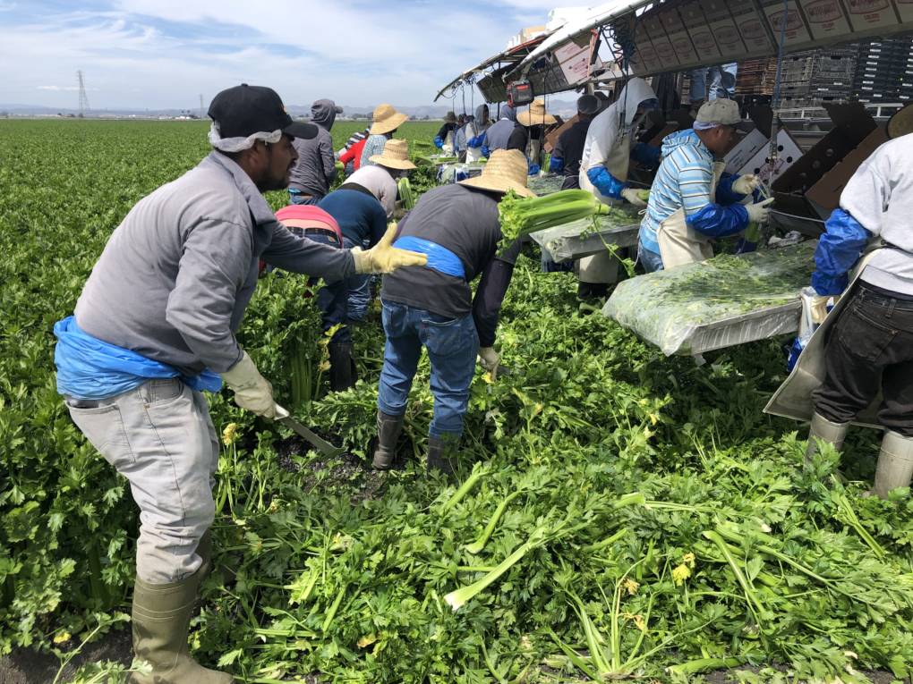 Can a Costly Guest Worker Program Meet California’s Need for Farm Labor? | KQED
