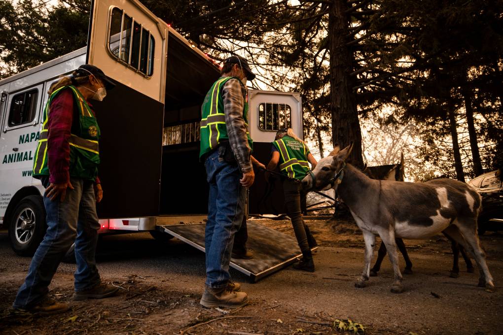 Animal Evacuation During a Wildfire: How to Plan and Where to Go | KQED