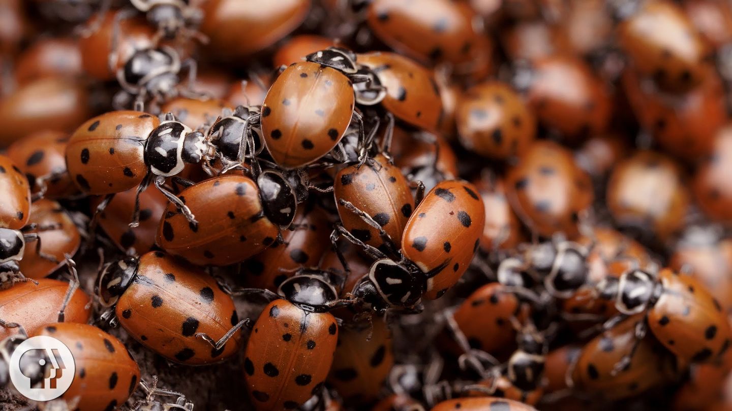 The Ladybug Love-In: A Valentine's Special | KQED