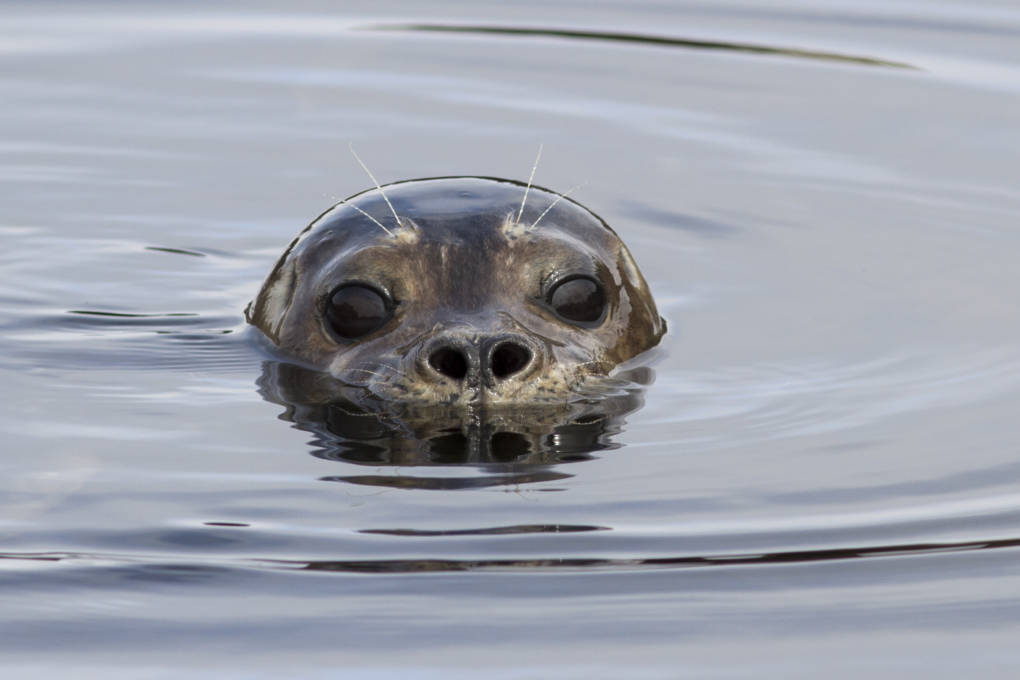 Drones on Monterey Beaches Frighten Seals During Mating Season | KQED