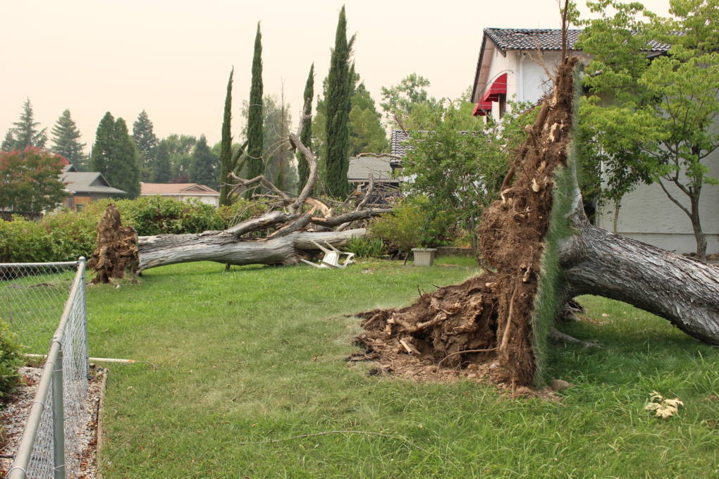 Redding's Fire Tornado Was Not Your Garden Variety Fire Whirl (Video) | KQED