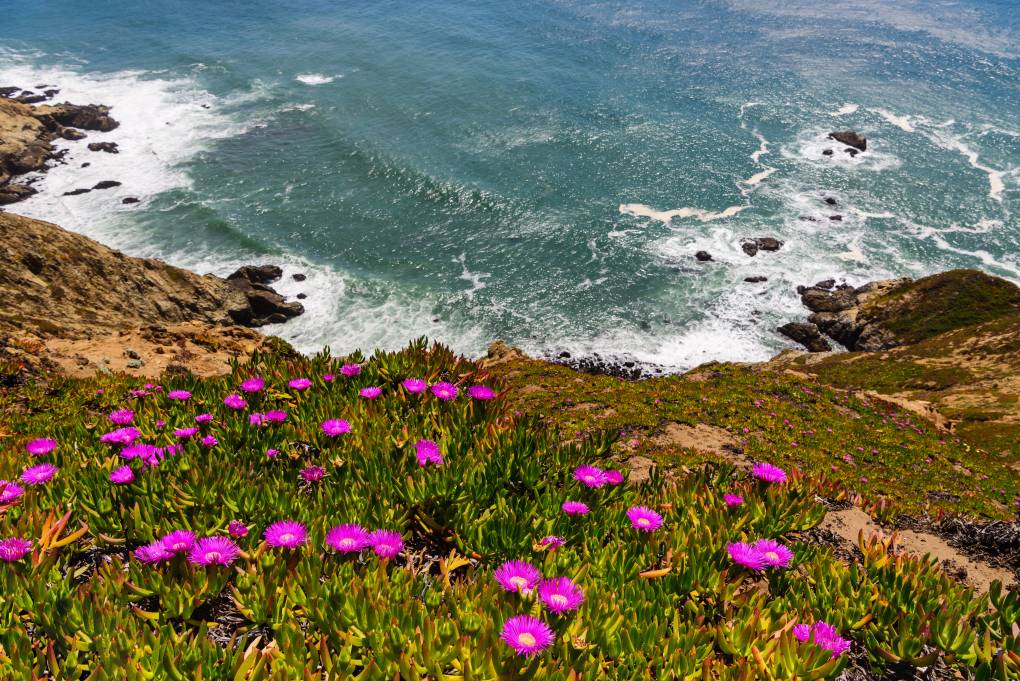 Best Bay Area Hikes for Spring: Where to See Waterfalls, Wildflowers and Mushrooms After All That Rain | KQED