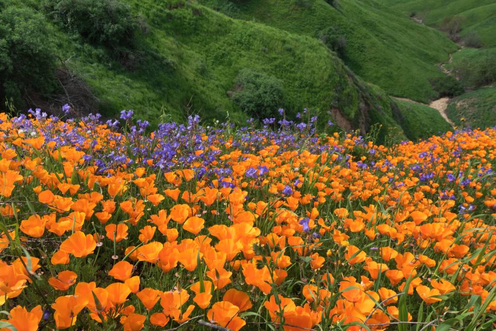 Let’s Go Chasing Waterfalls (and Wildflowers and Mushrooms) | KQED