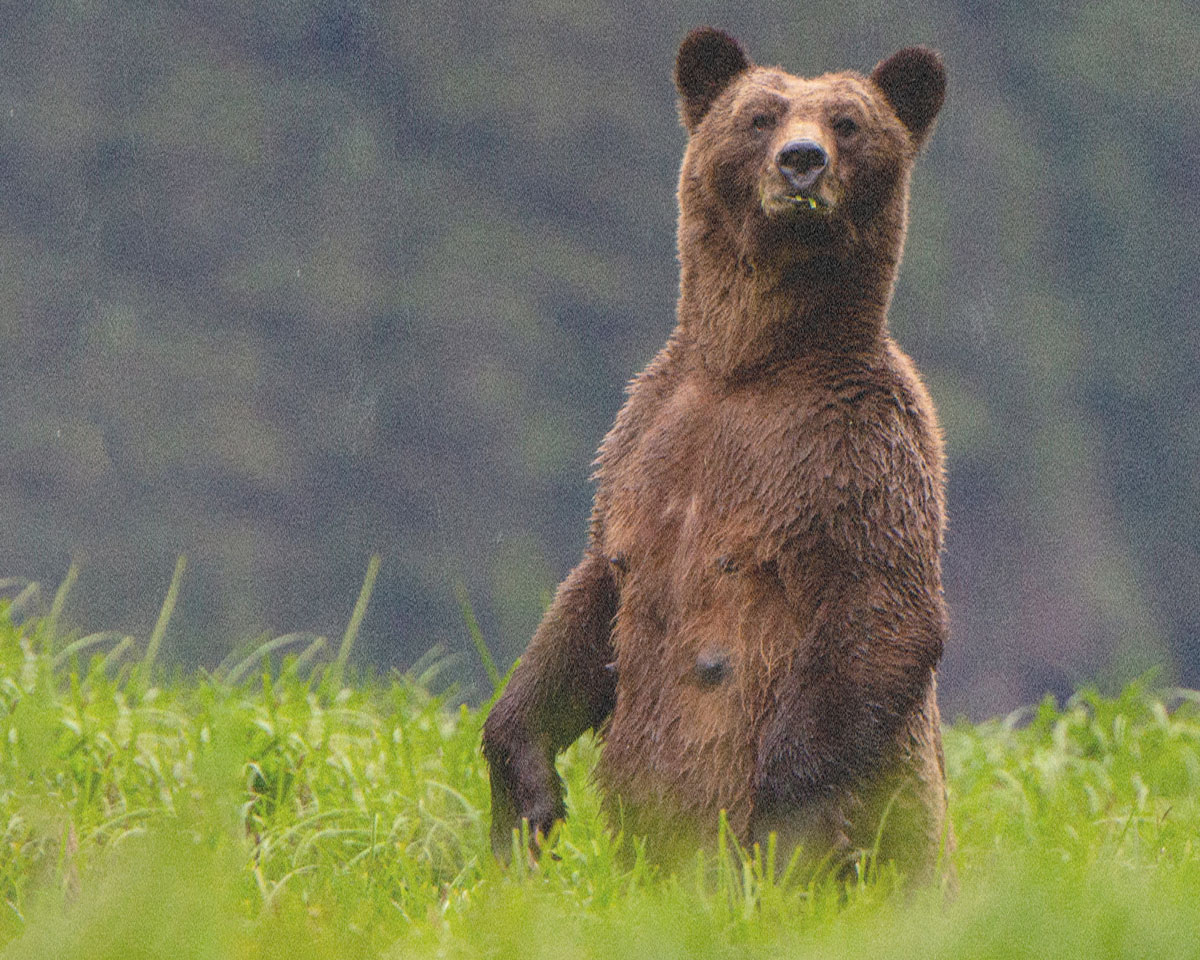 Regenerate Canada - WWF.CA