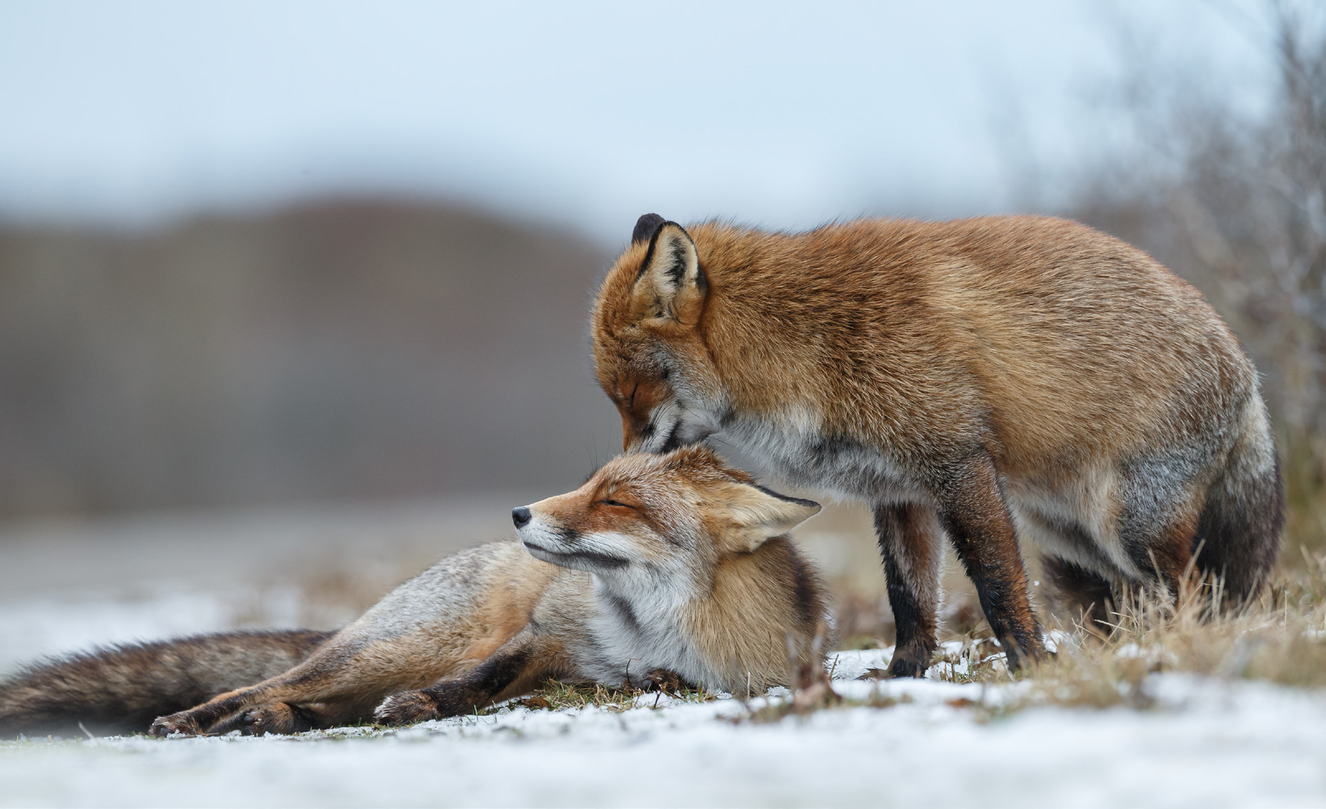 Donate: Support World Wildlife Fund Canada | WWF.CA