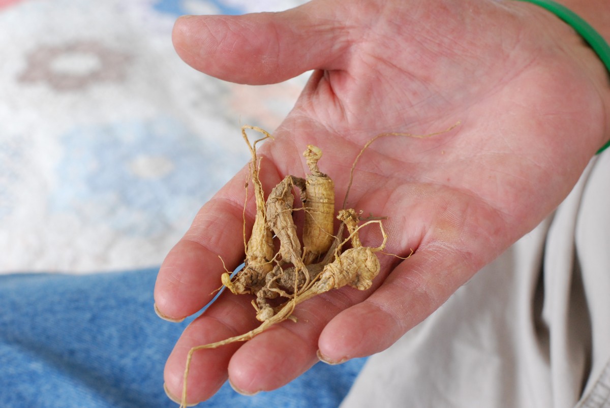 On the Ginseng Patrol in Appalachian Ohio