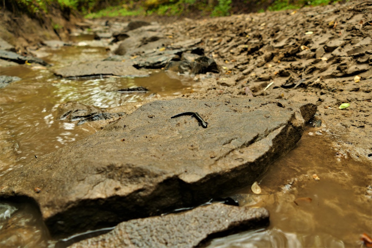 The Hidden Costs of Appalachia’s Trail Economy