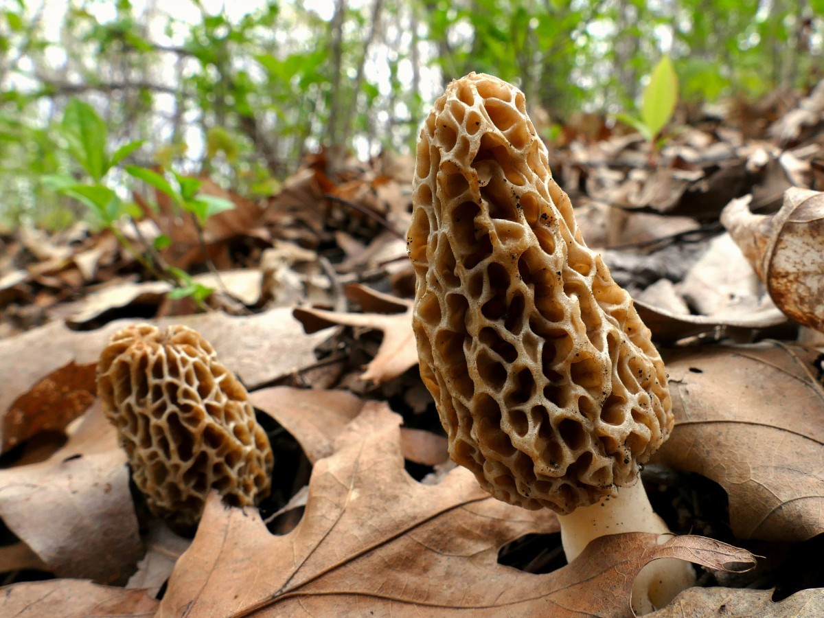 To All the Morels We Found Before: On Finding Morels – and Finding Yourself – in Appalachia
