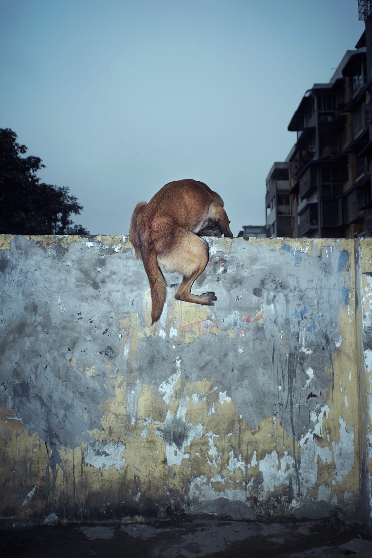 Feng Li's feted first book White Night - 1854 Photography