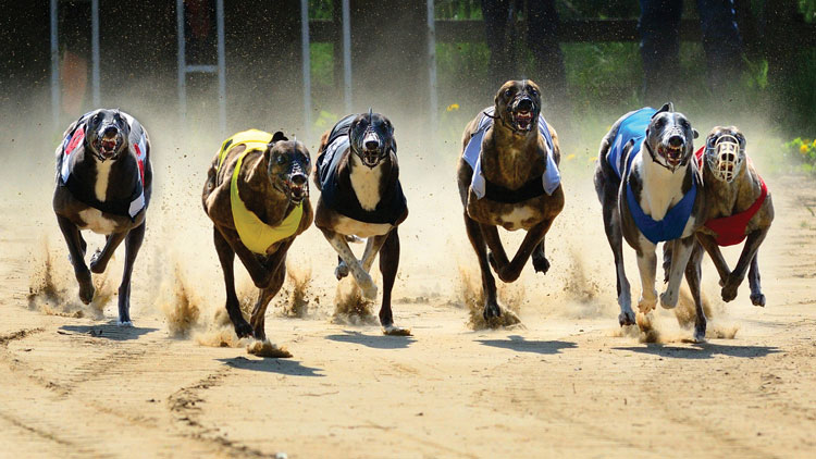 Legal quirk lets struggling Florida greyhound tracks boost income with other types of gambling