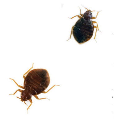 Bedbug resurgence launches new legal specialty