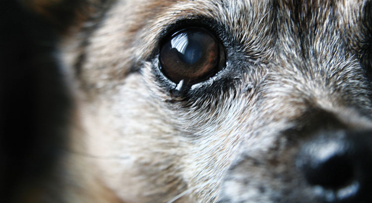 Are pets assets or part of the family? States are passing laws that give judges a longer leash in divorce custody proceedings
