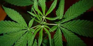 Cannabis - Health & Wellbeing