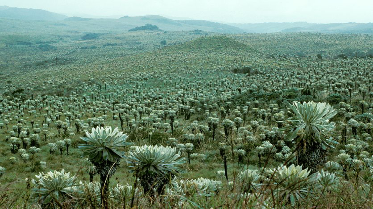 Serie Naturaleza con Derechos #6: El páramo y los derechos del Sacha Urku - Acción Ecológica