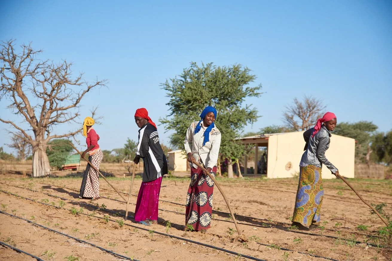 Why civil society organizations will boycott the UN’s Food Systems Summit