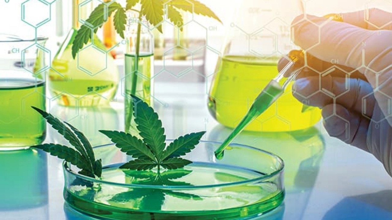 President Biden Signs Law Expanding Research on Cannabis - Rutgers Addiction Research Center (RARC)