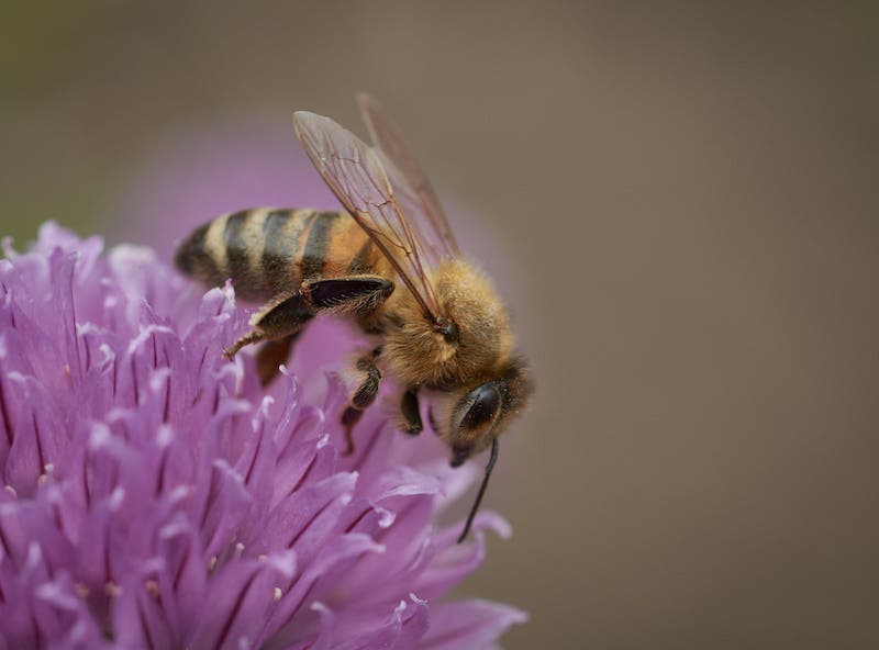 5 Tips for Better Flower Photography - Adorama