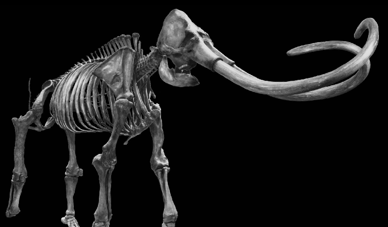 Should We Bring Back Woolly Mammoths? My Long-read Q&A with Beth Shapiro | American Enterprise Institute - AEI