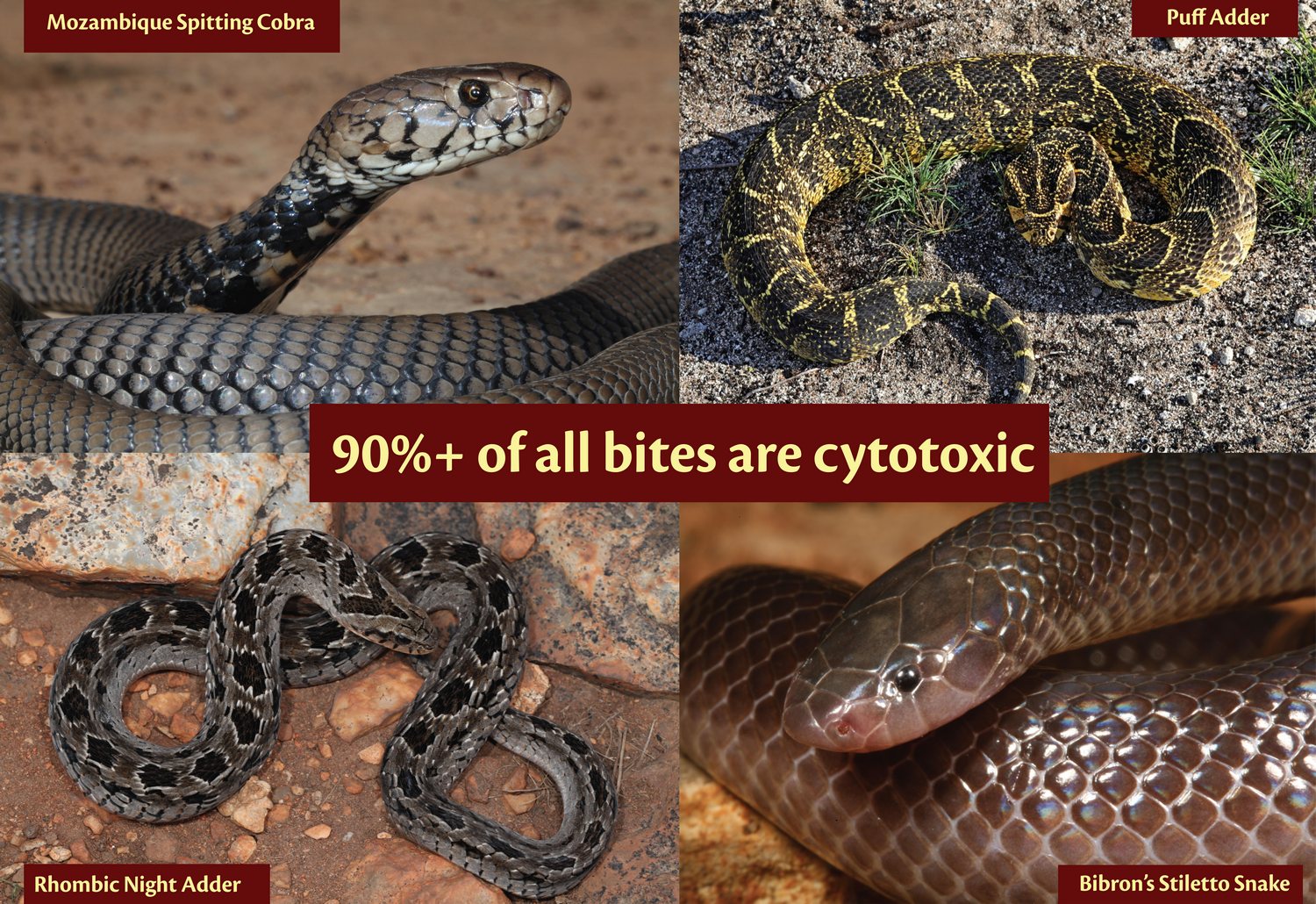 Snakebite Statistics - African Snakebite Institute
